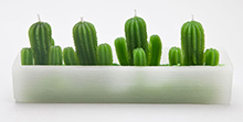 Floreira com 4 Cactus deserto